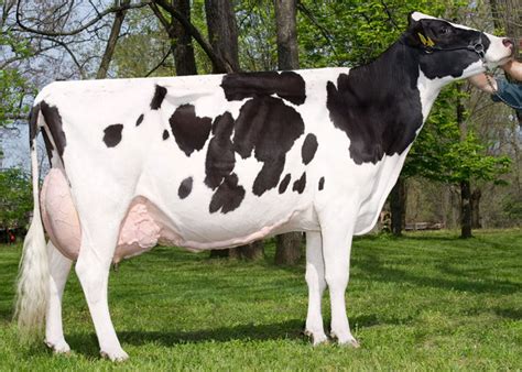 Ale Holstein Friesians Australian Dairy Cattle Heifer Exports