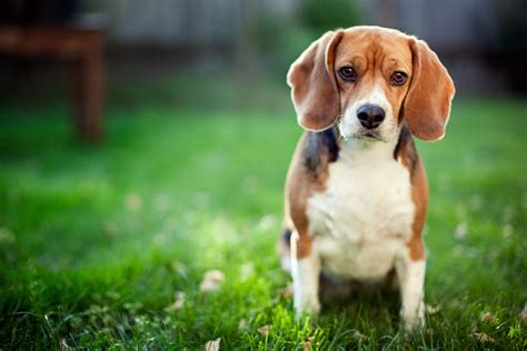 Cachorro Que Não Cresce Confira 5 Pets De Raças Pequenas E Suas