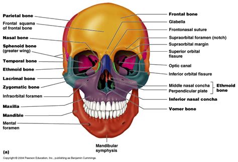 Chapter7 Axial And Appendicular Skeletal System At Windward Community