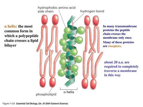 Proteínas Transmembrana