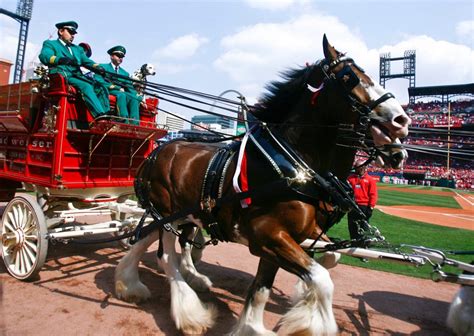 What Year Was The First Budweiser Clydesdale Super Bowl Commercial Ac