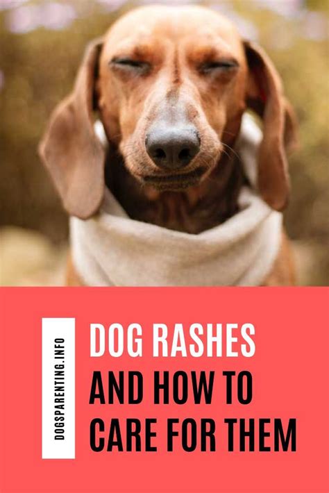 Dog Rashes And How To Care For Them Dogs Parenting Dog Rash Dog