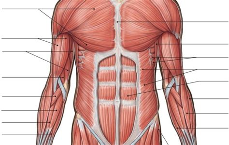 Abdominal Muscles Diagram Diagram Quizlet