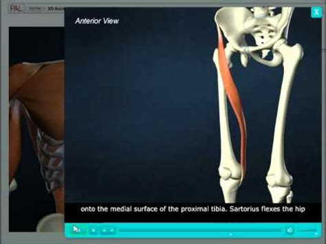 The sartorius muscle is the longest muscle in the body. Sartorius - YouTube