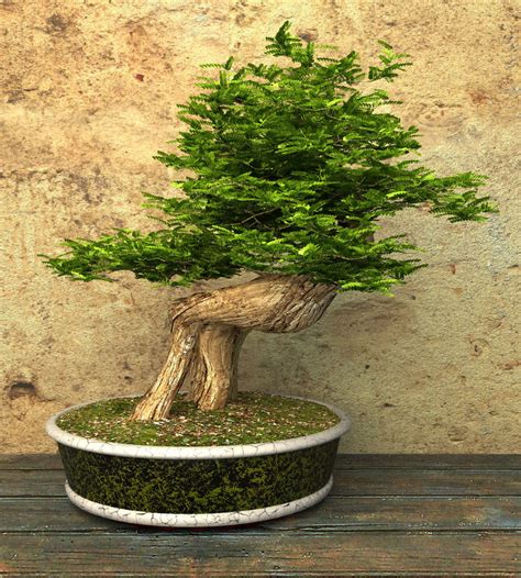 Interestingly, when grown as an ordinary tree and in maturity, the bahama berry is pretty much unattractive, as compared to the looks it can be molded into through the practice of bonsai. 13 Types of Bonsai Trees (by Style and Shape Plus Pictures)