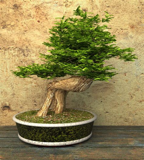 Check this video to find. 13 Types of Bonsai Trees (by Style and Shape Plus Pictures)