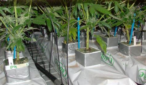 Comment Monter Un Système De Culture De Cannabis Hydroponique Blog Du