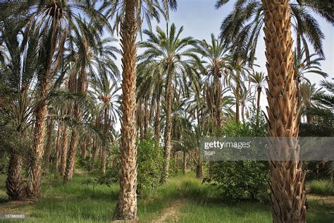 Plantation Of Date Palms Nefta Oasis Tunisia News Photo Getty Images