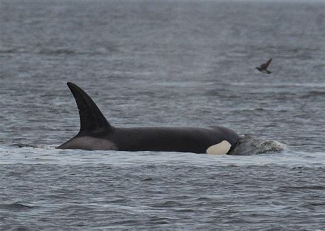 Celebrate Orca Recovery Day In Myriad Ways On Whidbey South Whidbey