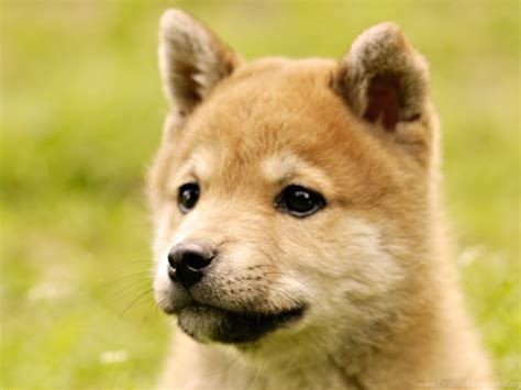 We hope you enjoy our growing collection of hd images to use as a background or. Wallpapers Dog Shiba Inu Hd 1920x1080 Desktop Background