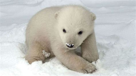 Polar Bear Cubs Facts Interesting Facts About Baby Polar