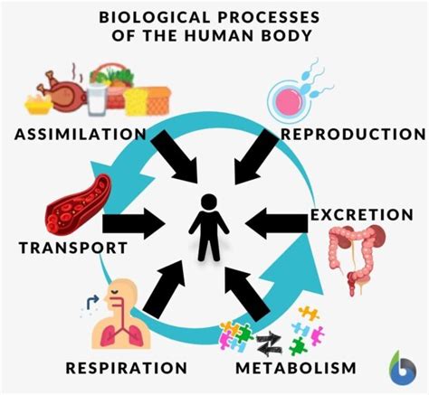 Process Definition And Examples Biology Online Dictionary