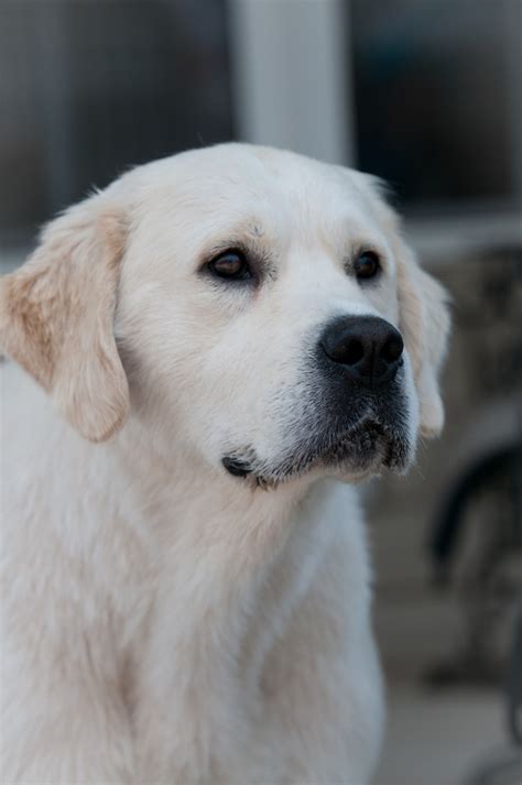 Golden retriever puppies for sale in blacksburg, virginia united states. Tennessee Valley Goldens | English Golden Retriever ...