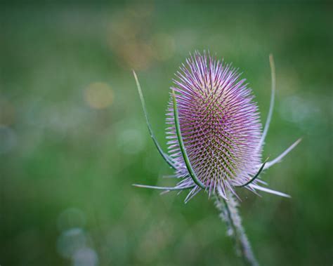 Teasle Photographed With Lensbaby 45mm Sol Lens Fujifil Flickr