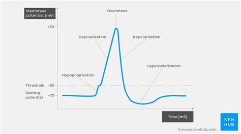 Action Potential Definition Steps Phases Kenhub