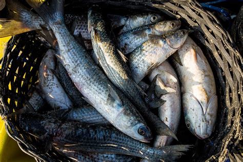 Sustentabilidade Na Pesca Da Tainha Oceana Brasil