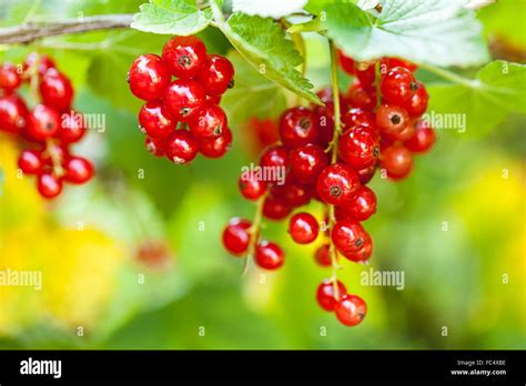 Red Currant Ribes Rubrum Stock Photo Alamy