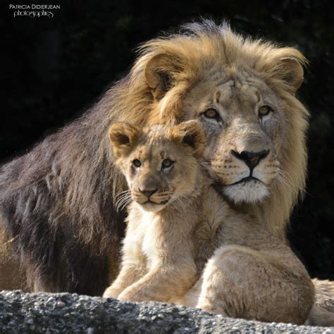 Father And Son Null Cute Baby Animals Animals Beautiful Wild Cats
