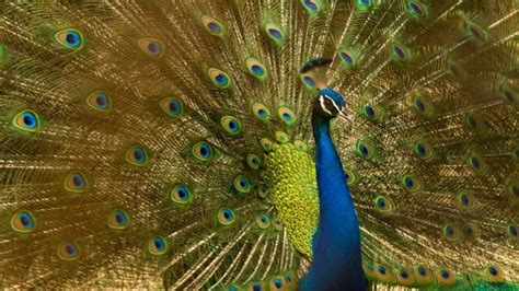 3 Main Types Of Peacocks Stunning Images And Video Learn