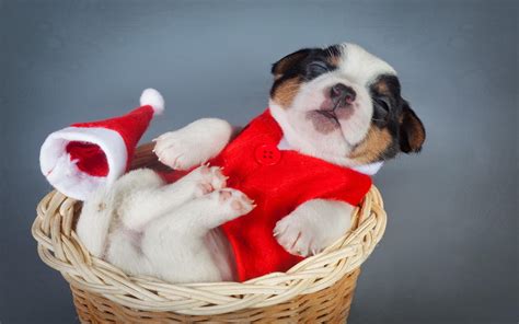 Christmas Images With Dogs 2023 Latest Ultimate The Best List Of
