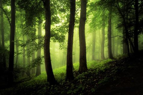 Wood Forest Wallpapers Hd Desktop And Mobile Backgrounds