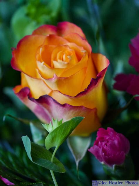 Multicolored Rose Pretty Roses Beautiful Roses Rose Garden Flowers Photography Aunt Shrubs