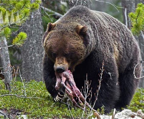 Unit Of A Grizzly Bear Eating Elk Carcass Rnatureismetal