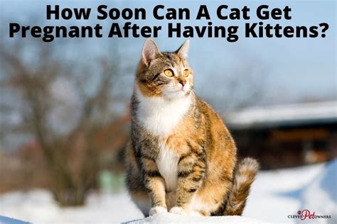 How Soon Can A Cat Get Pregnant After Having Kittens Clever Pet Owners