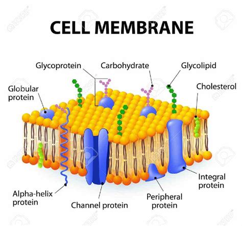 Glycoproteins In The Cell Membrane