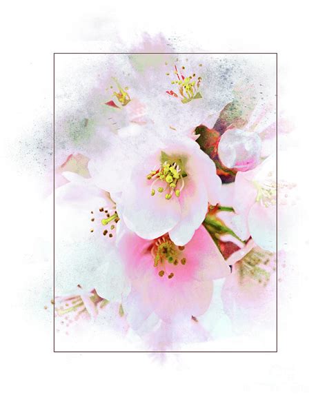 Cherry Blossom Art Piece Photograph By Regina Geoghan Fine Art America