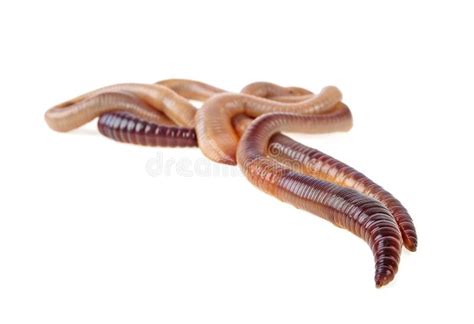 Close Up Of Earthworms Isolated On White Background Stock Image Image