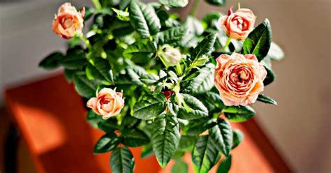 9 Best Miniature Roses In Pots You Can Pick Now Organic Gardening Geek