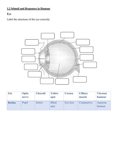 Structure Of The Eye Worksheets Printable Worksheets