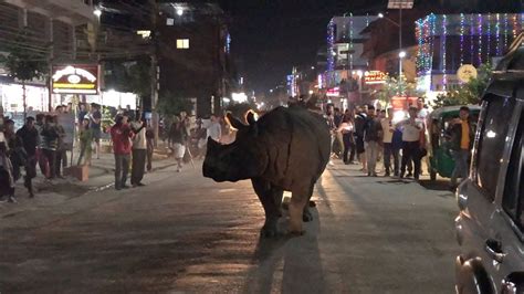 Rhino Takes Stroll Through Nepal Town Youtube