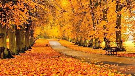 1080p Free Download Autumn Park Fall Park Trees Leaves Walkway