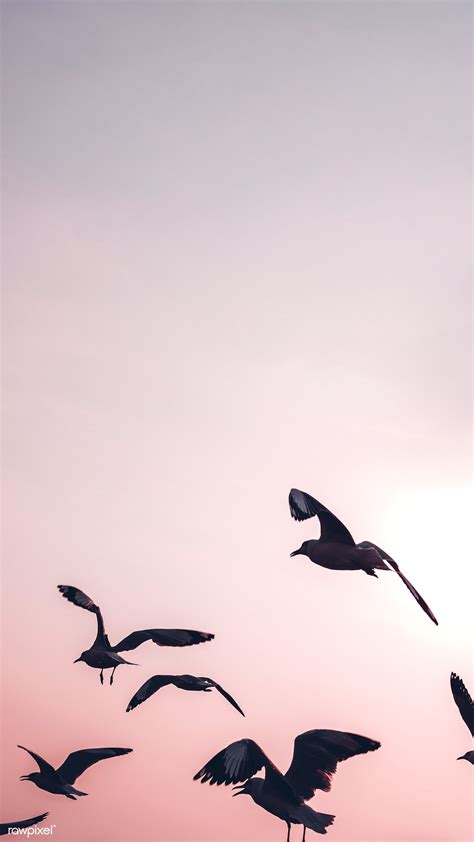 Flying Birds Hd Mobile Wallpapers Wallpaper Cave