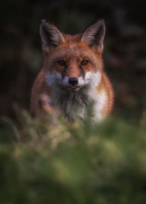 Red Fox Beautiful Fox Taken Yesterday In Northumberland Wayne