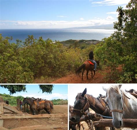 Maui Horseback Riding Tickets Discount Horseback Tours