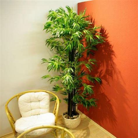 Beniamina o ficus benjamina, dai rami leggermente inclinati, con abbondanti foglie di un verde brillante e chiazze bianche. Piante finte artificiali da arredo interno: Bambù 220 cm.
