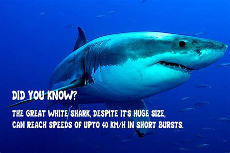 Discover some amazing facts about the following animals and insects below! 35 Interesting Great White Shark Facts For Kids