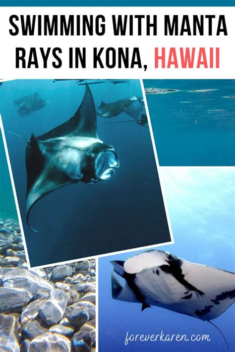 Swimming With Manta Rays In Kona Hawaii Forever Karen