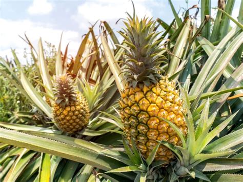 How To Grow Pineapple Plants Indoors And In The Garden Gardening Know How