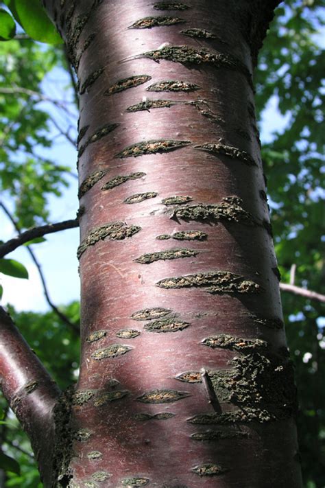 Hikers Guide To The Trees Shrubs And Vines Of Ricketts Glen State