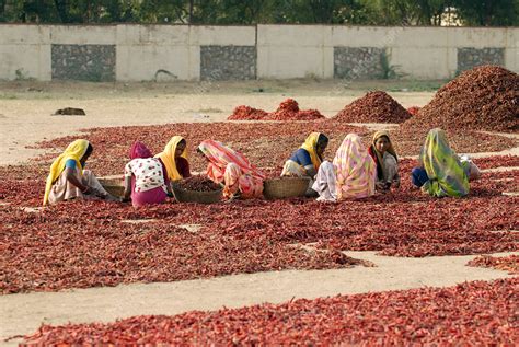 Women Drying Chilli Peppers India Stock Image E7680604 Science