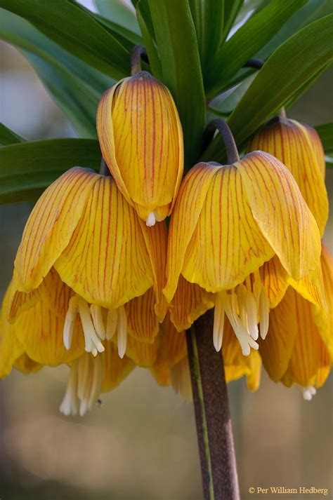 Photo Of The Bloom Of Crown Imperial Fritillaria Fritillaria