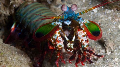 The Amazing Mantis Shrimp Punches Its Prey Plus More Colorful Facts Howstuffworks