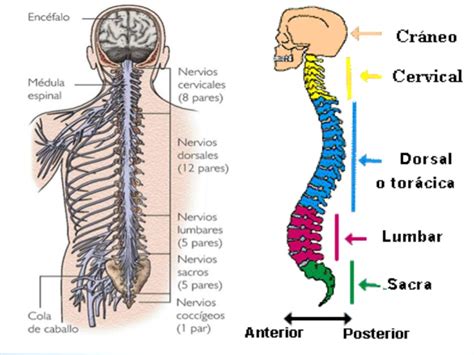 Sistema Nervioso Somático Funciones Características Fisiología Y Más