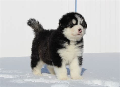 Alaskan Malamute Puppies For Sale Rigby Id 289298