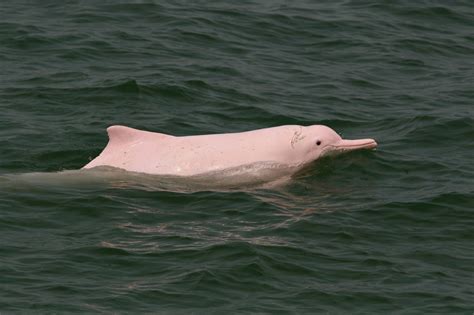 Dolphin Wallpapers Free Chinese White Dolphin Albino Dolphin Pink