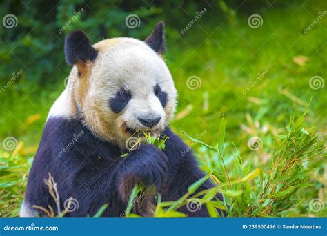 Giant Panda Ailuropoda Melanoleuca Feeding On Bamboo Stock Photo